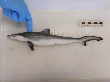 Un grupo de científicos detectó, "por primera vez en el mundo", tiburones intoxicados con cocaína en Brasil