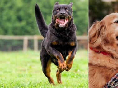 Algunos perros se comen a sus dueños fallecidos.