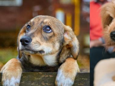 Ponga cuidado si su perro se torna agresivo sin motivo.