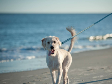 perros en la playa