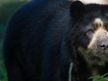 El Programa Amazonía Mía ha estado involucrado en la conservación de estos animales.