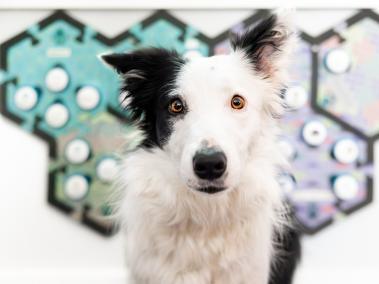 Perro y caja de resonancia del estudio de comunicación entre mascotas del Laboratorio de Cognición Comparativa de la Universidad de California en San Diego. USAR Sólo con cobertura de la investigación del Laboratorio de Cognición Comparativa de la UC San Diego.