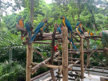 Loros en el puerto de Cartagena