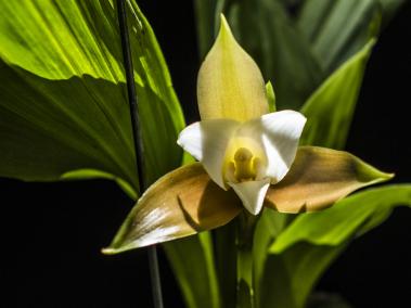 Exposición de orquídeas en el Jardín Botánico.