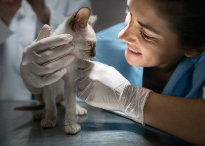 La empatía y el trato respetuoso hacia los animales y sus tutores, también deben tomarse en cuenta al elegir un veterinario.