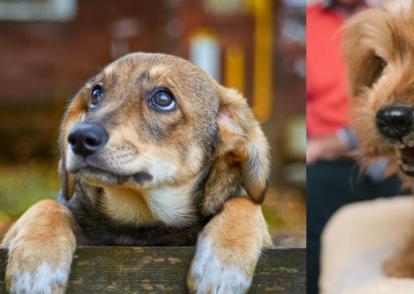 Ponga cuidado si su perro se torna agresivo sin motivo.