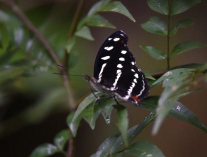 Una de las especies de mariposa que habitan en la reserva Paway.