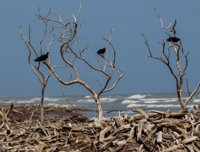 Sabanilla (Atlántico), Colombia, 4 de Agosto de 2022. Mangalres muertos ubicado atrás dela vía conocida como 'Los Manaties' en Sabanilla, cerca a Punta Roca. De acuerdo con habitantes del sector, estos mangalres comenzaron a morir hace tres años. Pescadores del corregimiento 'La Playa' van a pescar allí aún. Foto Vanexa Romero/ETCE