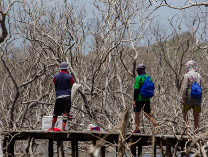 Sabanilla (Atlántico), Colombia, 4 de Agosto de 2022. Mangalres muertos ubicado atrás dela vía conocida como 'Los Manaties' en Sabanilla, cerca a Punta Roca. De acuerdo con habitantes del sector, estos mangalres comenzaron a morir hace tres años. Pescadores del corregimiento 'La Playa' van a pescar allí aún. Foto Vanexa Romero/ETCE