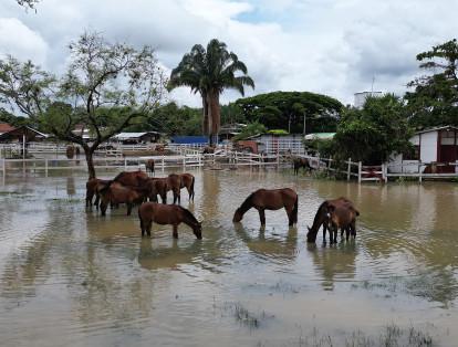 Una grave emergencia viven más de 300 familias en Jamundí, Valle del Cauca por las fuertes lluvias que no cesaron durante más de 24 horas, lo que produjo que los ríos, caños y el acueducto colapsaran. Producto de esto, viviendas, establecimientos, fincas, cultivos y vías, están bajo el agua, por lo que piden a las autoridades locales y departamentales brindarles ayudas, pues desde las 4a.m. el agua les daño sus camas, salas, electrodomésticos, objetos de valor y afectó sus cultivos y animales.