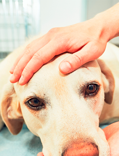 Cómo identificar si su perro tiene fiebre.