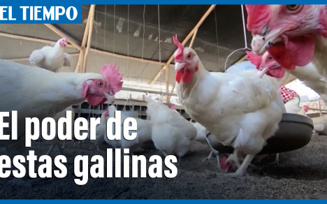 Estas gallinas vuelven suelos áridos en fértiles