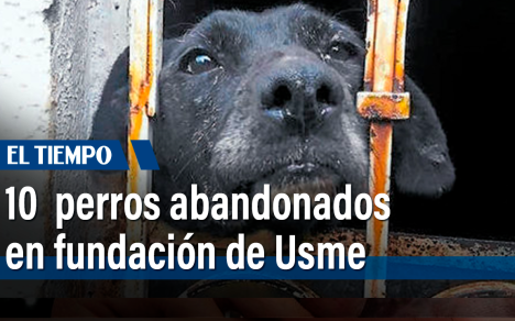 Fundación de Usme tenían 10 caninos abandonados, según vecinos la propietaria no aparece hace más de una semana y los perros se encuentra en un mal estado