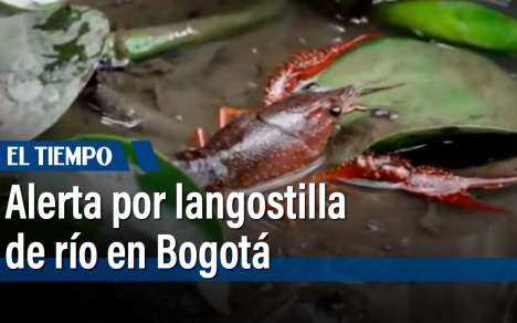 Instrucciones para manejar esta especie invasora, la identidad generó la cartilla para el manejo y el control poblacional de la langostilla.