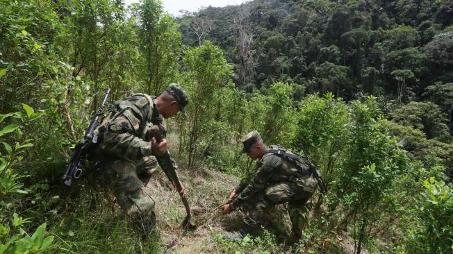 La mayor cantidad de cultivos de coca se concentra en el 95 por ciento de las 170 zonas más afectadas por el conflicto armado.