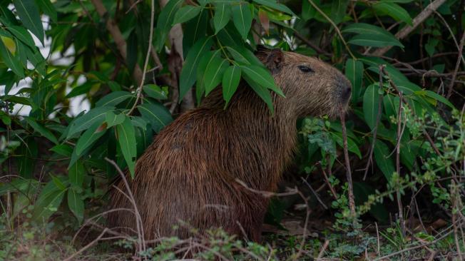 Un chigüiro se asoma entre la vegetación en Cesar, al norte de Colombia.