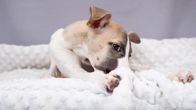 Los perros rascan la cama antes de acostarse también cuando necesitan regular la temperatura de esta superficie.