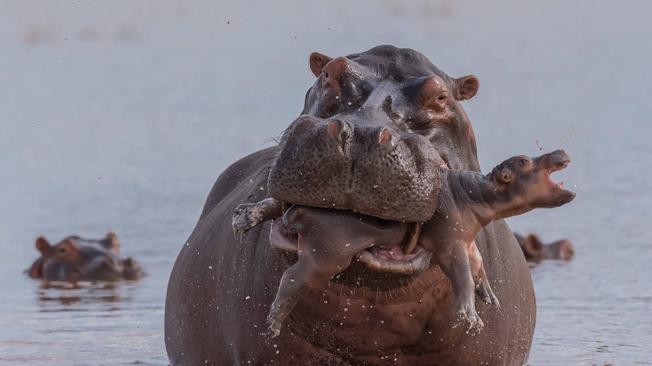 BBC Mundo: Hipopotamo