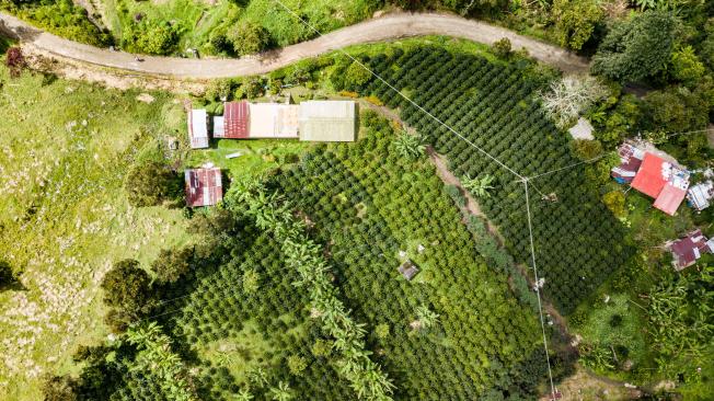 Diferentes familias campesinas de Risaralda están cambiando sus prácticas en el campo para ser más sostenibles en el futuro.