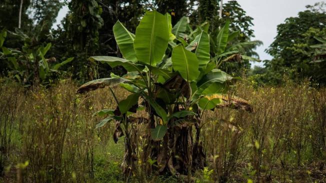 Para expertos en el tema, el éxito de la sustitución voluntaria depende de unos proyectos sostenibles a largo plazo, que no solo reemplacen al cultivo ilegal con uno legal, sino que de a los campesinos otras ventajas de la legalidad como acceso a créditos, entre otros.