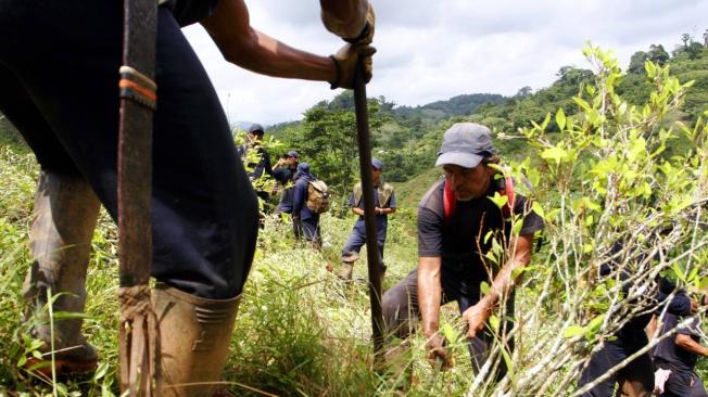 Una de las apuestas de Colombia en la lucha contra las drogas ha sido la erradicación de cultivos.