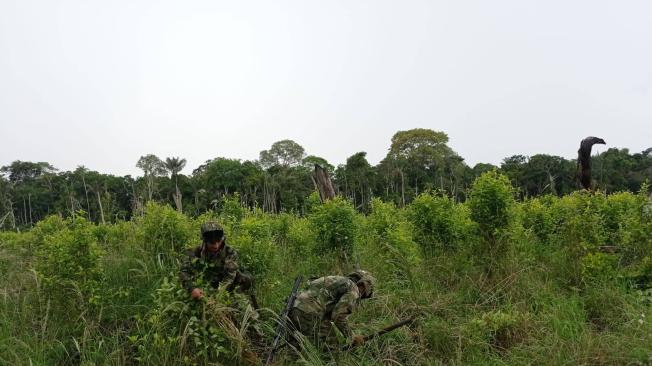 Tropas de la Fuerza de Tarea Conjunta Omega, localizaron aproximadamente 4.000 matas de coca.