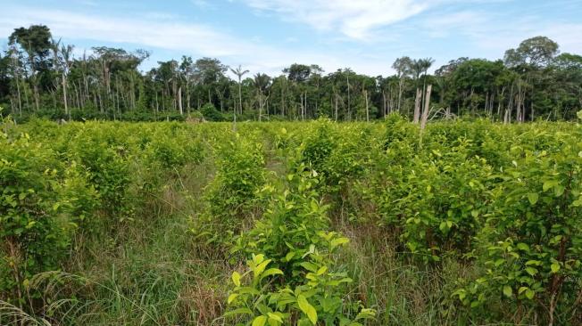 El cultivo de uso ilícito fue localizado en 3.8 hectáreas de bosque taladas de manera indiscriminada con motosierras.