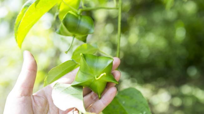 Sacha Inchi: ¿cómo se cultiva y por qué está de moda?