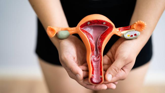 Varios especialistas coinciden en que la vagina no pierde elasticidad al mantener relaciones sexuales.