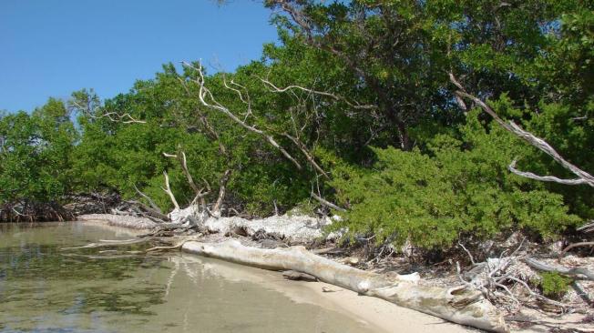 Toda la isla, donde está ubicado el lote, es una reserva ecológica y las pautas sostenibles evitan que el desarrollo destruya la belleza natural y la vida silvestre.