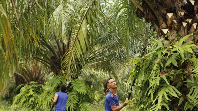 A finales de enero, la ANT le compró al Fondo de Víctimas el predio Lucitania, que es un terreno productivo con cultivo de palma de aceite. Este tiene una extensión de 447 hectáreas.