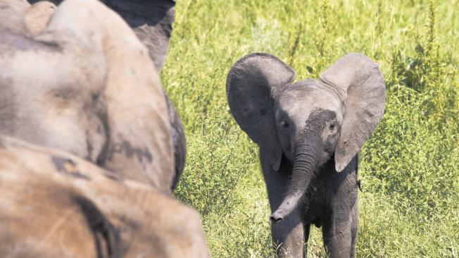 En Malasia, un auto atropelló a un bebe elefante.