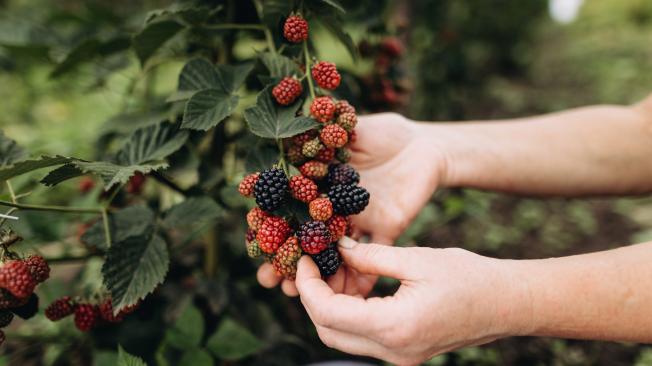 Esta fruta aporta minerales como el potasio, magnesio, vitaminas A, C, E y ácido fólico.