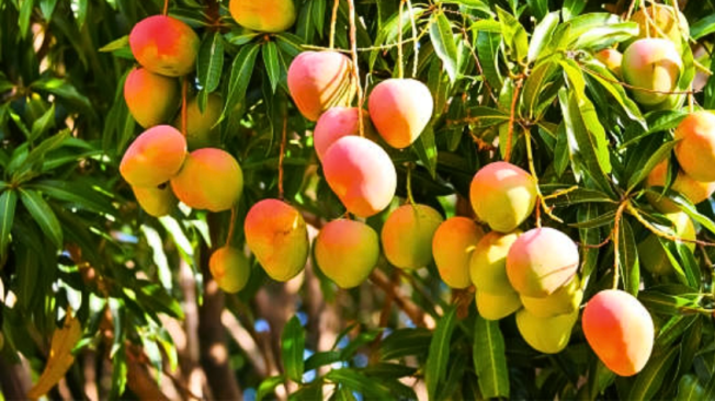 Esta fruta, además de ser sumamente deliciosa, es buena para el organismo.