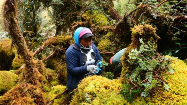 Chagras en la reforestación en Ecuador.