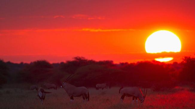 Reserva de caza del Kalahari Central al atardecer.