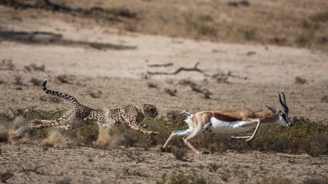 Si se movía, el antílope tenía poco chance de salvarse de las garras del guepardo.