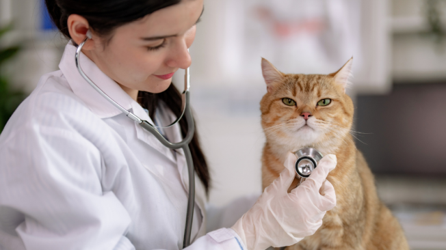 Expertos indican que es vital considerar el estado de salud general del gato antes de proceder con cualquier tratamiento.