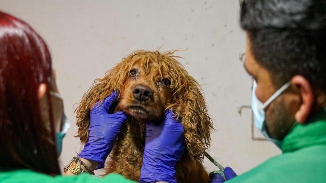 Atención veterinaria.