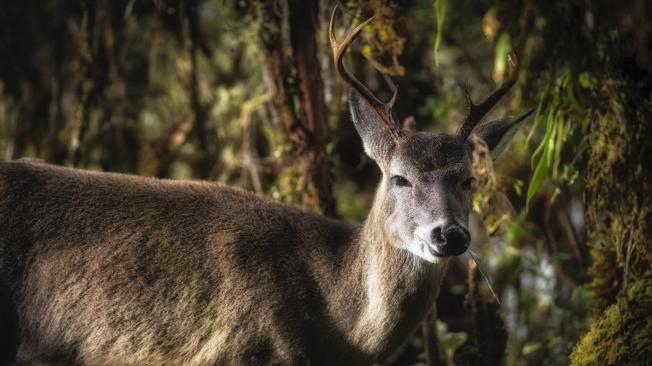 Venado cola blanca.