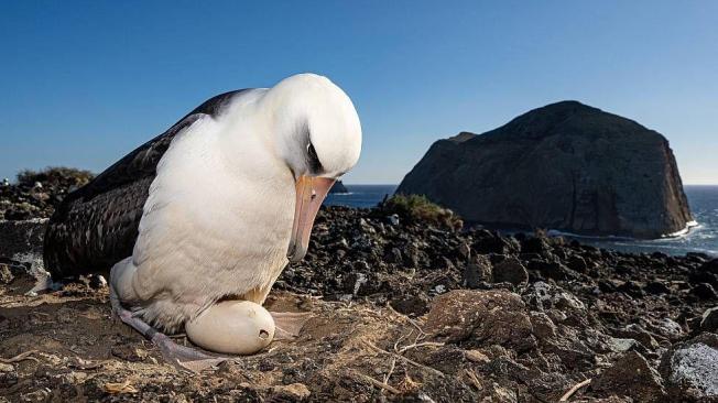 En la Isla Guadalupe los huevos que llegan desde Hawái son "adoptados" por padres de otra especie.