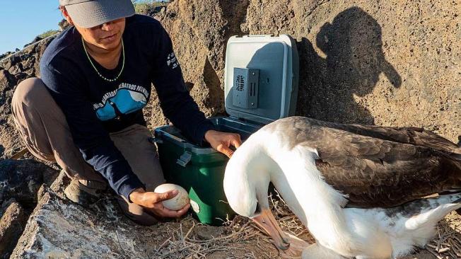 Los huevos señuelo son sustituidos por los huevos de albatros patas negras translocados desde Midway.