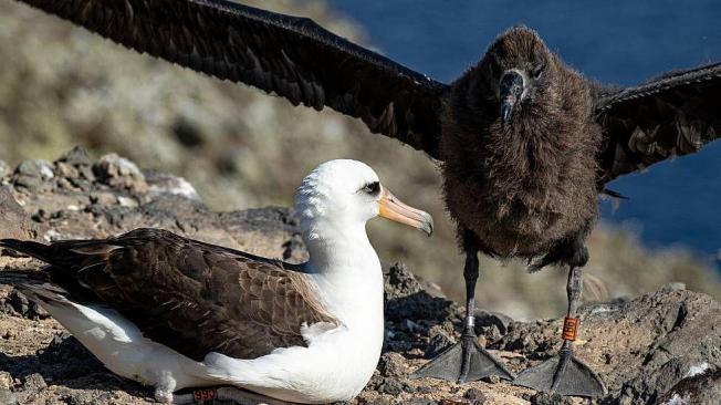 Con 4 meses el pollito de albatros patas negras es distinto al de un pollito de albatros de Laysan. Pero los padres adoptivos “ya tienen una relación con su pollito y les importa poco si su hijo les salió negro en lugar de blanco”.