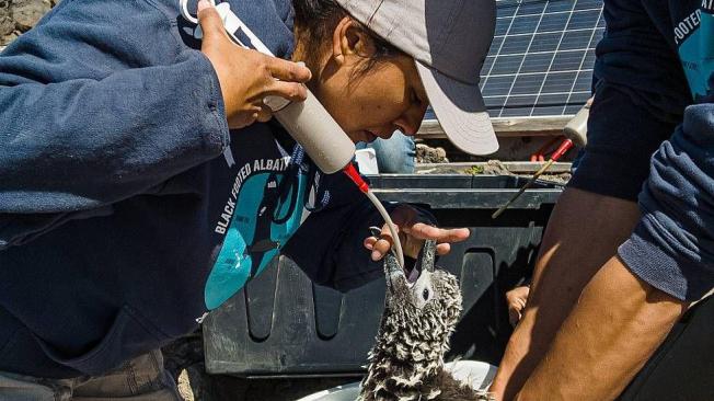 Los pollitos translocados luego de nacer en Hawái no pueden ser criados por padres adoptivos y son alimentados por los científicos.