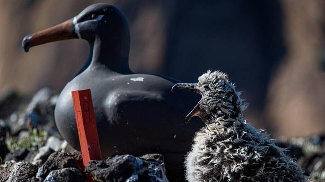 Los pollitos nacidos en Hawái son criados en una colonia artificial con señuelos y reproductores de sonidos de albatros.