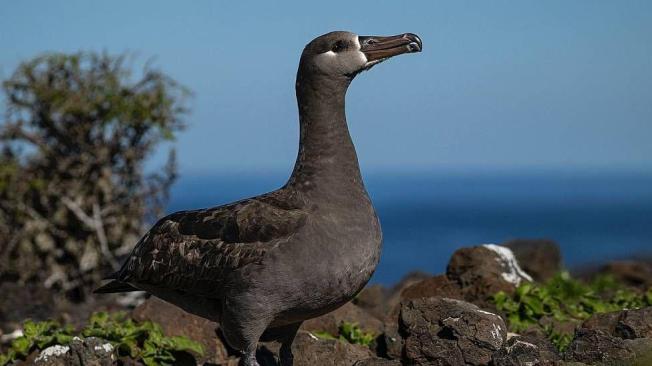 Bruno, el primer albatros patas negras translocado que regresó a la Isla Guadalupe.