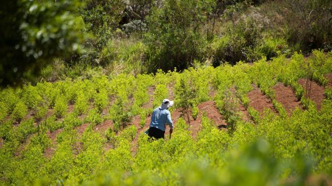 De acuerdo con su clasificación actual, la coca pertenece al género de plantas Erythroxylum, que incluye más de 270 especies, muchas nativas de los trópicos americanos.