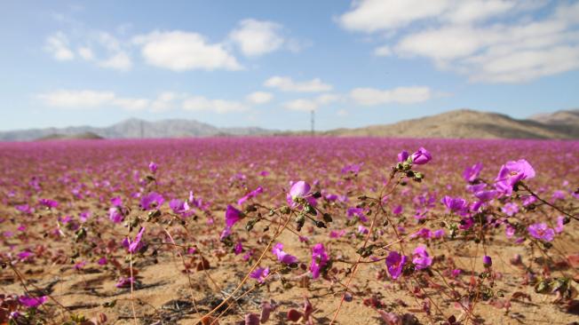 Desierto Atacama