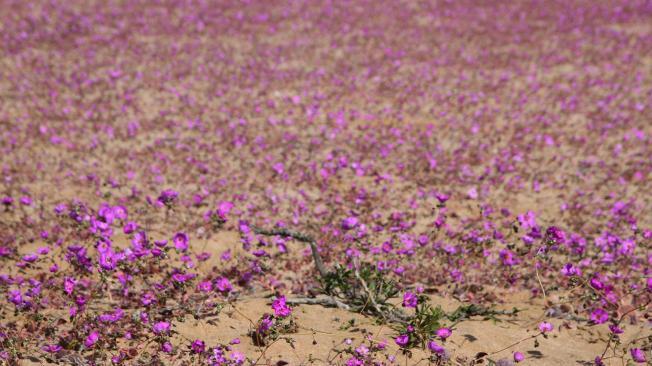 Vista desierto Atacama.