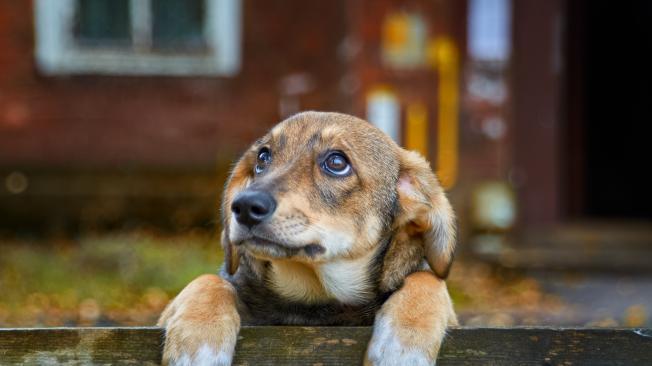 Los perros pueden temblar involuntariamente por miedos, ansiedad o ruidos fuertes como fuegos artificiales.